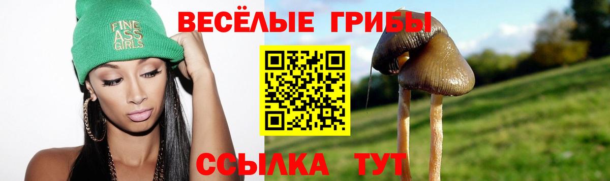 Галлюциногенные грибы Psilocybe Череповец